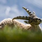 #50 Boynuzlamak 101: Nasıl Keşfedilir ve Venüs Cuckoldress ile İlişkiniz İçin Neden İyi Olabilir?