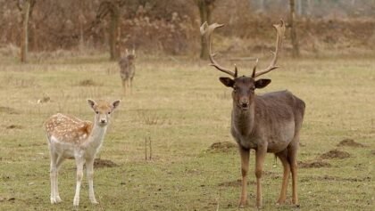 Aldatma 101 Rehberi: Erkekler Neden Bundan Hoşlanır ve Bir Erkeği Nasıl Aldatabilirsiniz